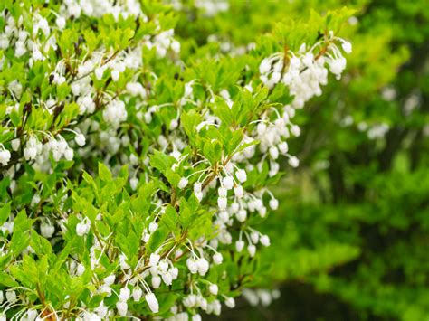 銅樹開花|ドウダンツツジの特徴・育て方・剪定時期・病気・害虫